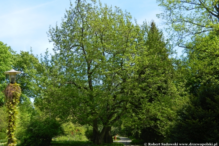 Ogród Botaniczny UMCS w Lublinie Ogród Botaniczny UMCS w Lublinie