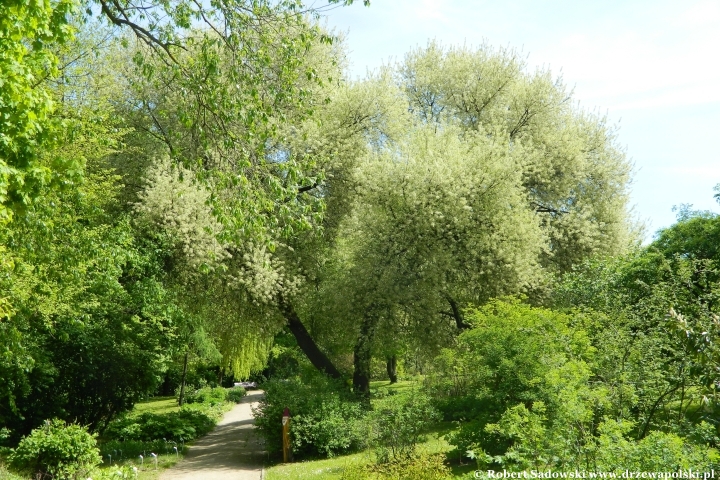 Ogród Botaniczny UMCS w Lublinie Ogród Botaniczny UMCS w Lublinie