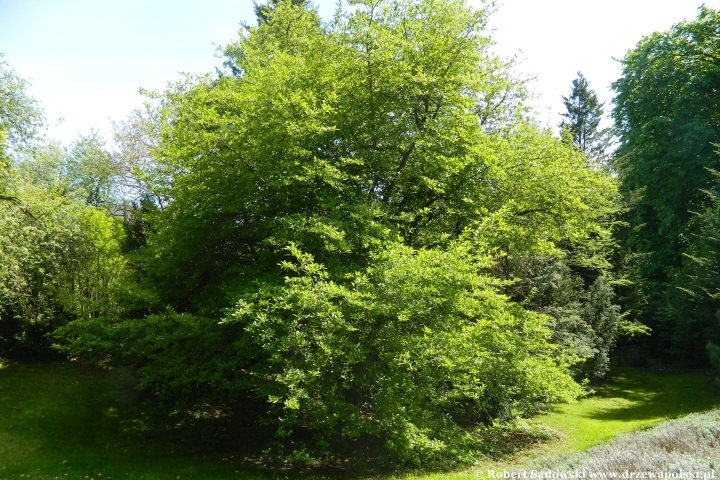 Ogród Botaniczny UMCS w Lublinie Ogród Botaniczny UMCS w Lublinie