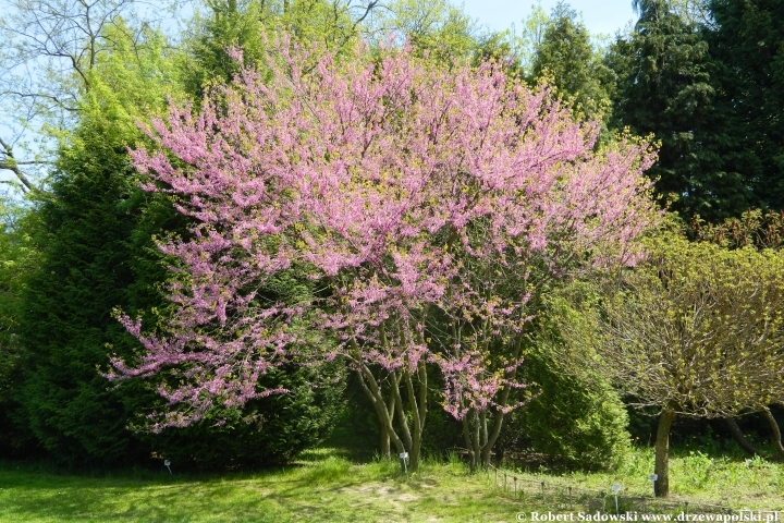 Ogród Botaniczny UMCS w Lublinie Ogród Botaniczny UMCS w Lublinie