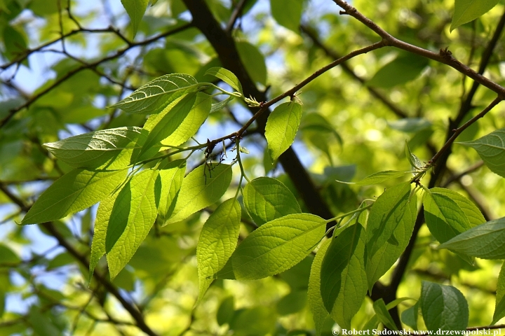 Ogród Botaniczny UMCS w Lublinie Ogród Botaniczny UMCS w Lublinie