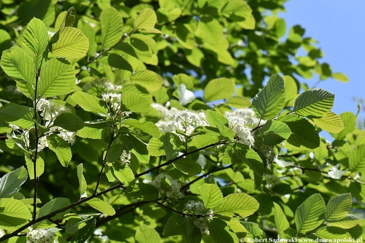 Ogród Botaniczny UMCS w Lublinie Ogród Botaniczny UMCS w Lublinie