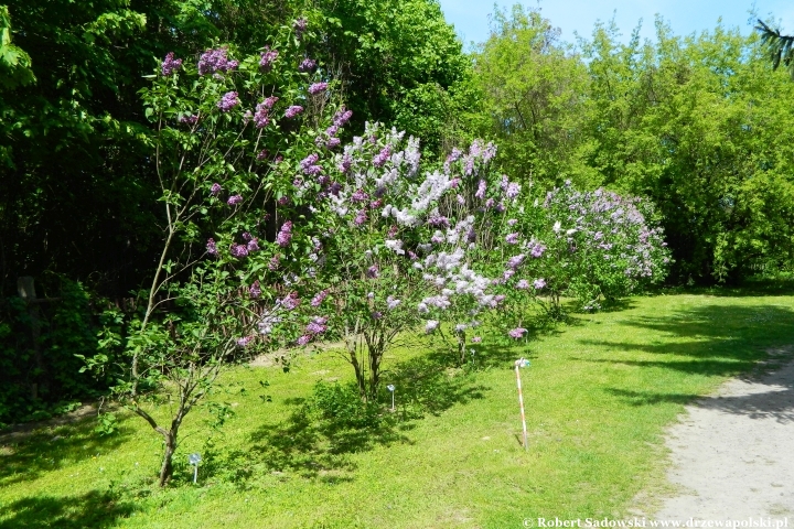 Ogród Botaniczny UMCS w Lublinie Ogród Botaniczny UMCS w Lublinie