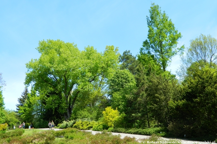 Ogród Botaniczny UMCS w Lublinie Ogród Botaniczny UMCS w Lublinie