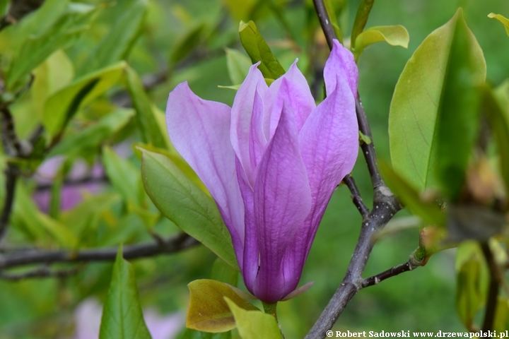 Magnolia Betty