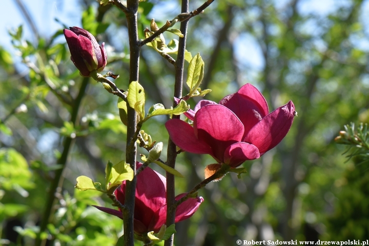 Magnolia Genie