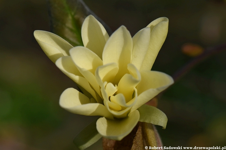 Magnolia Gold Star