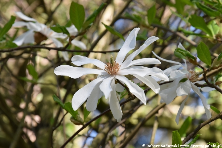 Magnolia gwiaździsta