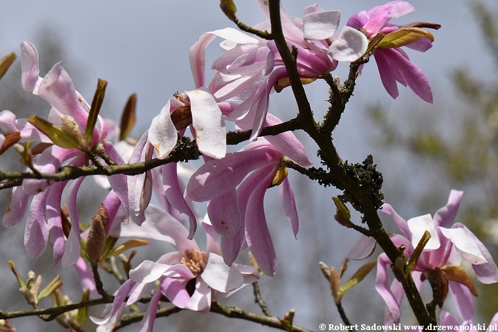 Magnolia gwiaździsta Rosea