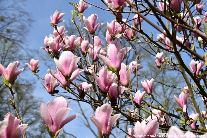 Magnolia Heaven Scent