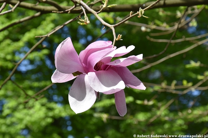 Magnolia Iolanthe