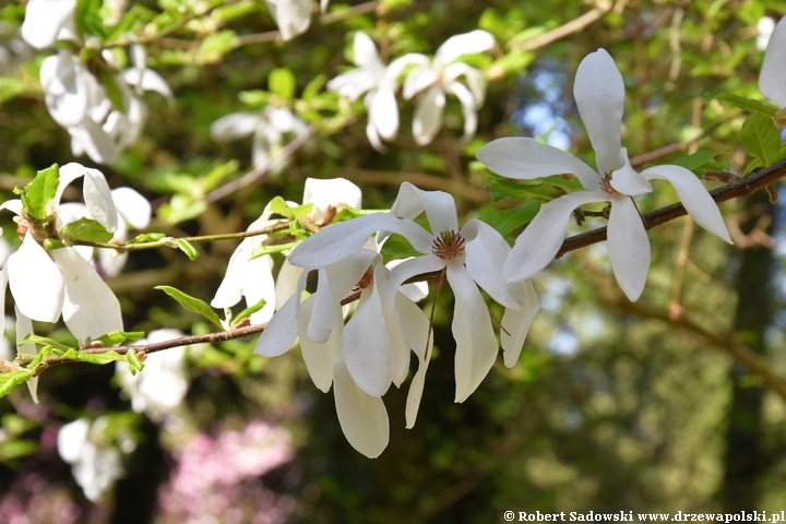 Magnolia japońska