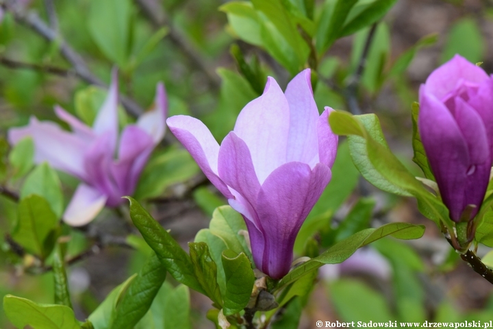 Magnolia Judy