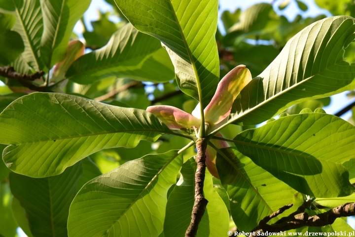 Magnolia lekarska
