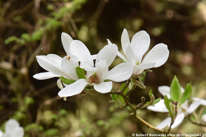 Magnolia Loebnera