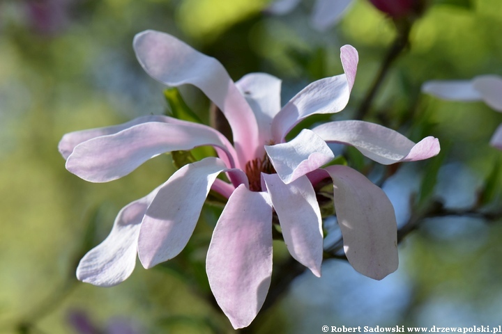 Magnolia Loebnera Leonard Messel