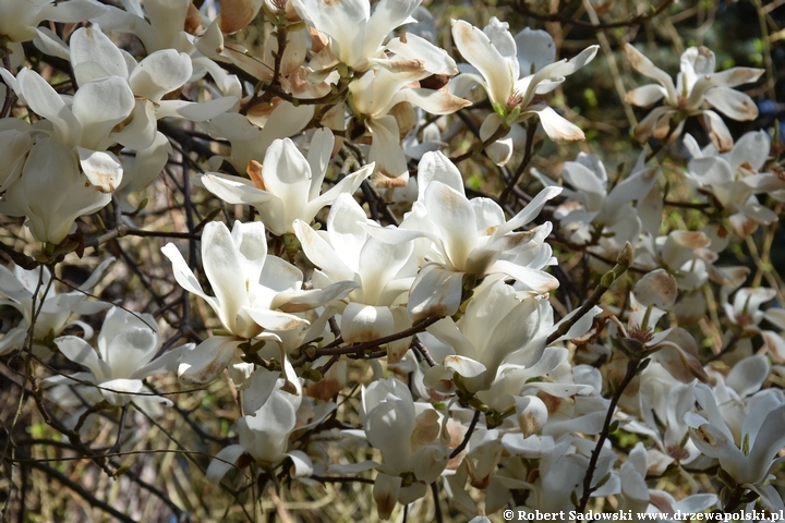 Magnolia naga