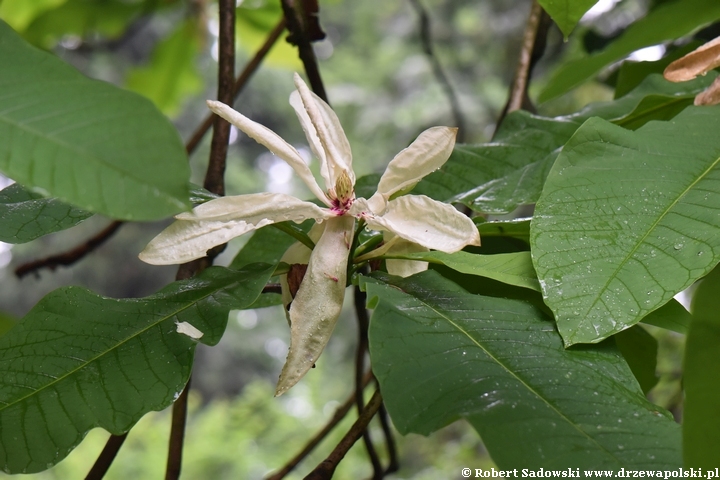 Magnolia parasolowata