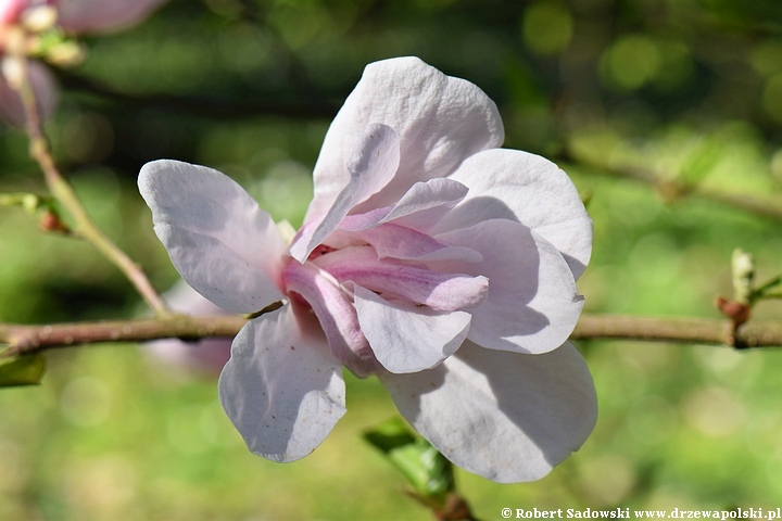 Magnolia Pink Glory