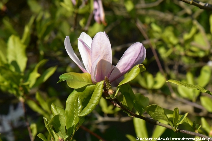 Magnolia Pinkie