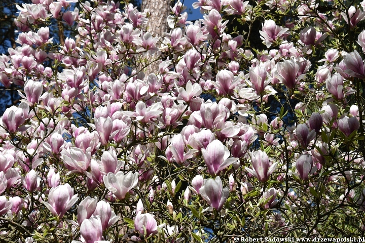 Magnolia pośrednia