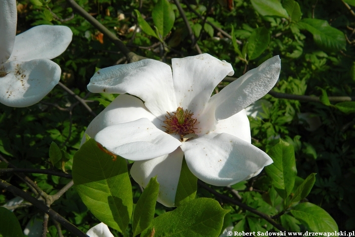 Magnolia pośrednia Alba Superba