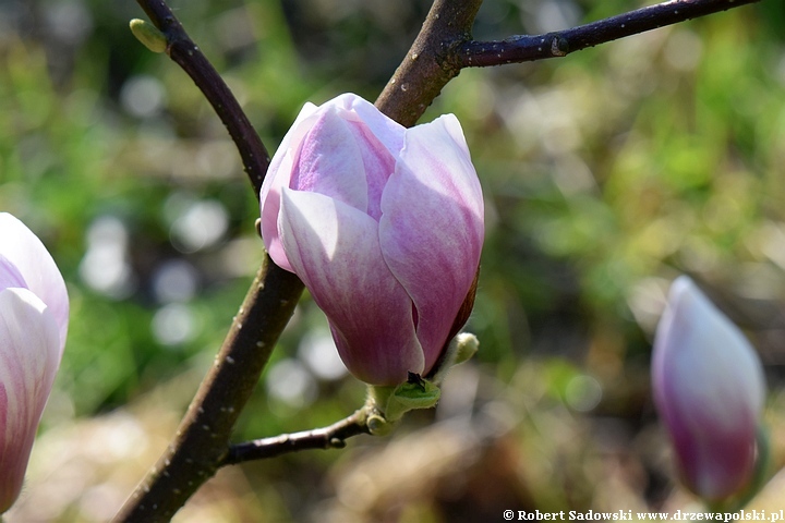 Magnolia pośrednia Alexandrina