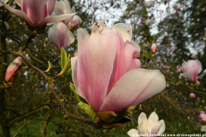 Magnolia pośrednia Amabilis