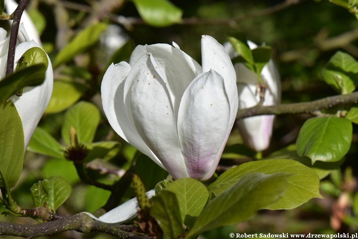 Magnolia pośrednia Brozzoni
