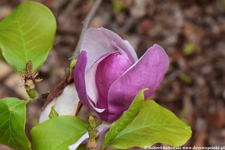 Magnolia pośrednia Burgundy