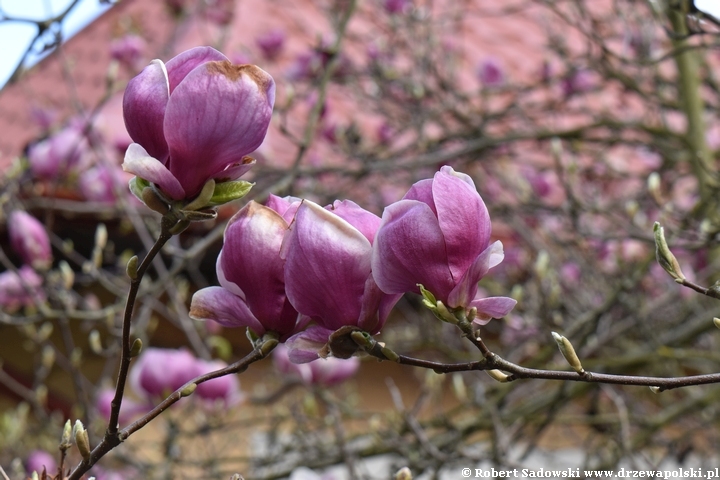 Magnolia pośrednia Lennei