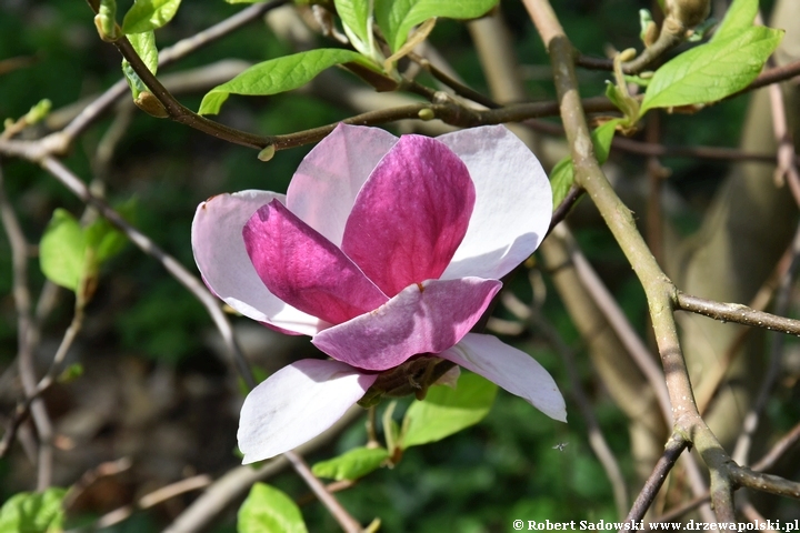 Magnolia pośrednia Lombardy Rose