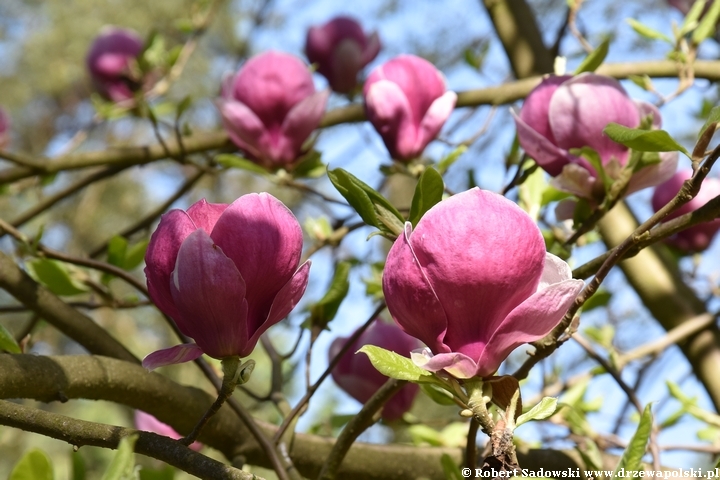 Magnolia pośrednia Picture
