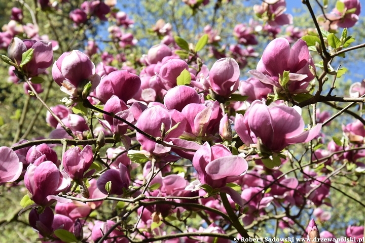 Magnolia pośrednia Rustica Rubra