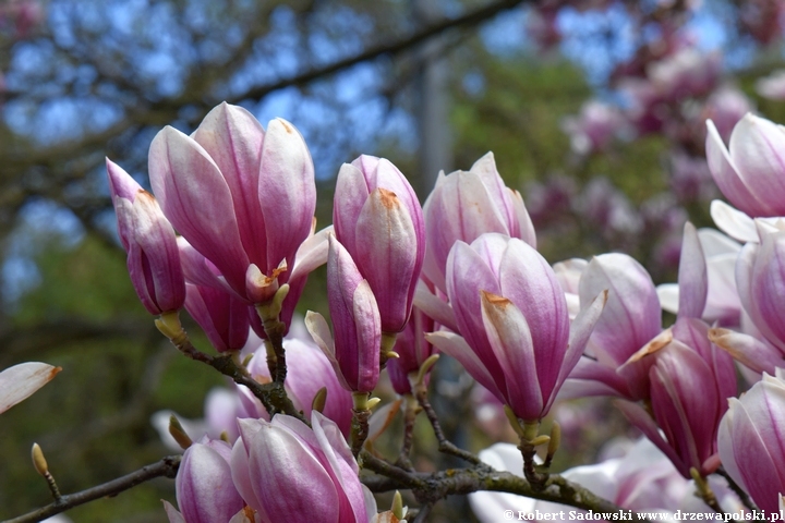 Magnolia pośrednia Speciosa