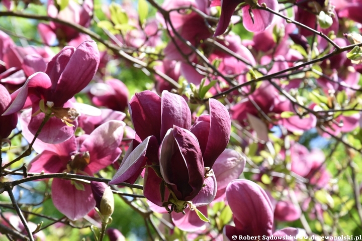 Magnolia purpurowa