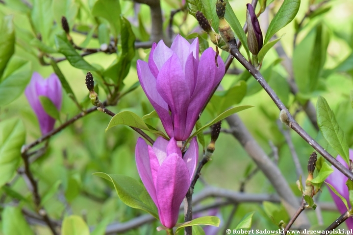 Magnolia Randy