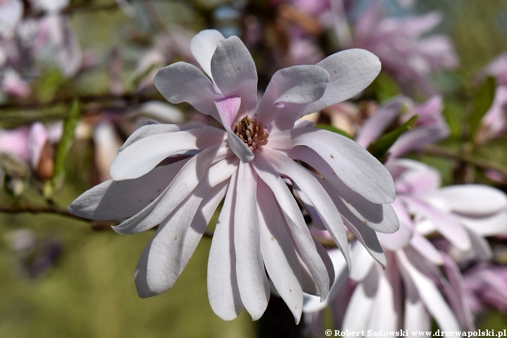 Magnolia Raspberry Fun