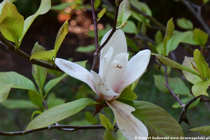 Magnolia Rouged Alabaster