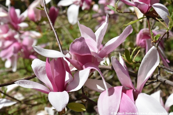 Magnolia Royal Crown