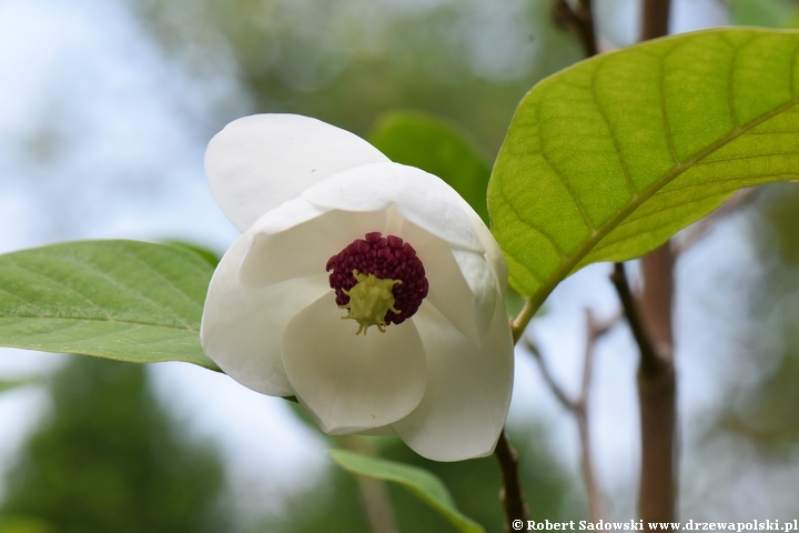 Magnolia Siebolda