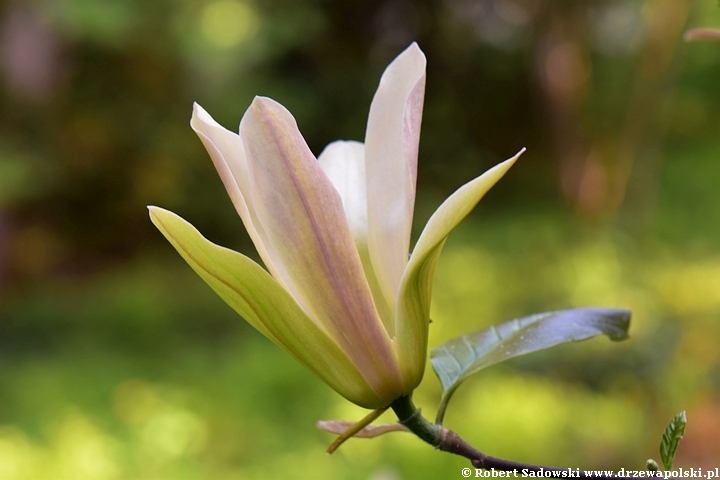 Magnolia Stellar Acclaim