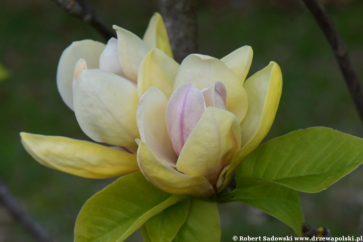 Magnolia Sunsation