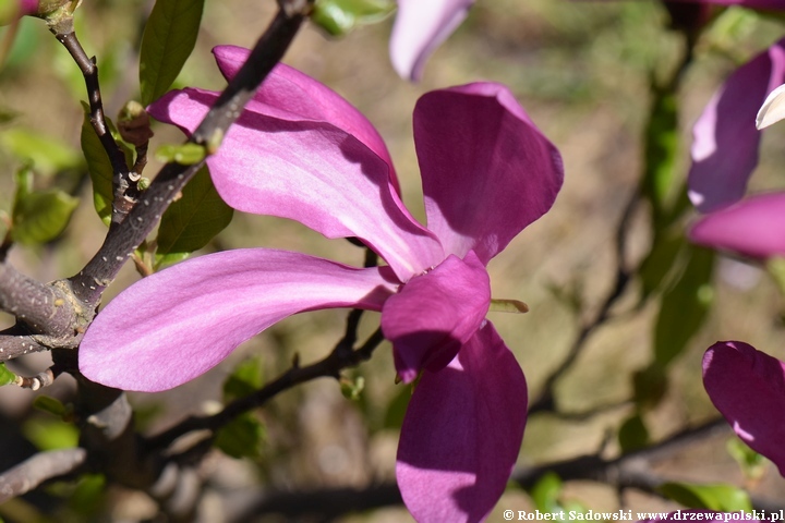 Magnolia Susan