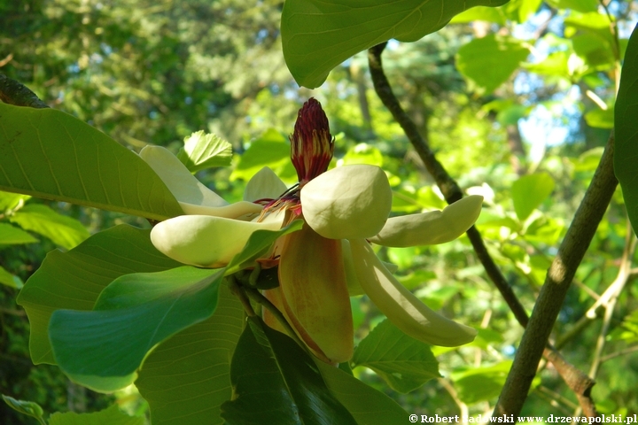 Magnolia szerokolistna
