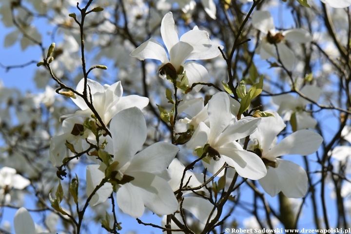 Magnolia wierzbolistna