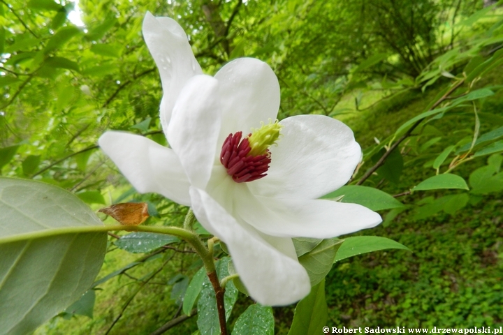 Magnolia Wilsona