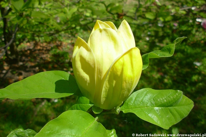 Magnolia Yellow Bird