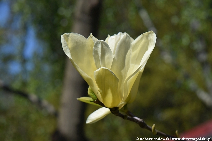 Magnolia Yellow Fever