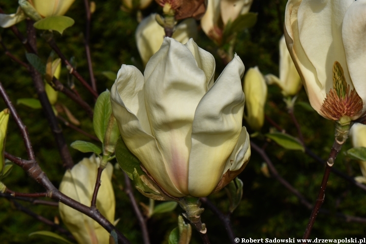 Magnolia Yellow Lantern